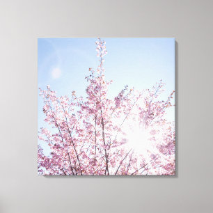sun rays pass through pink flowers of a wow tree canvas print