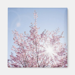 sun rays pass through pink flowers of a wow tree magnet