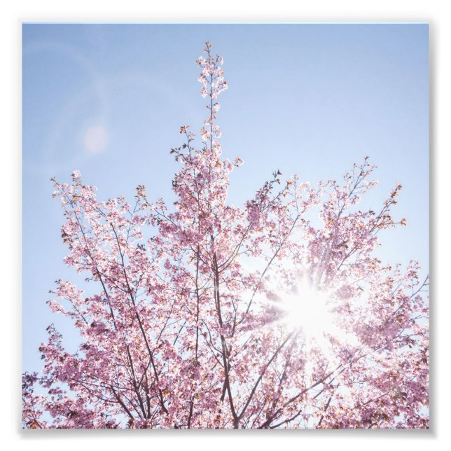 sun rays pass through pink flowers of a wow tree photo print (Front)