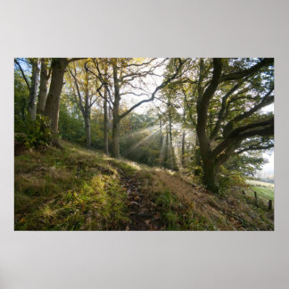 Sun Rays through the Trees Poster