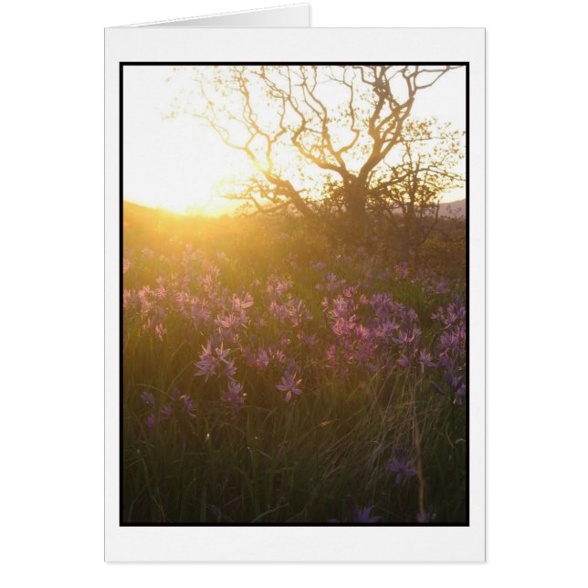 Sun setting on Mount Tolmie and Camas (Front)