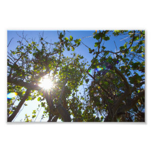 Sun shining through mangrove trees, Florida. Photo Print