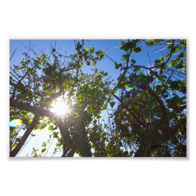 Sun shining through mangrove trees, Florida. Photo Print (Front)