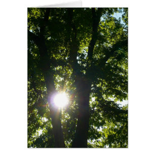 Sun Shining Through Trees