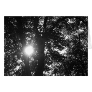 Sun Shining Through Trees B&W