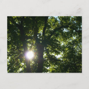 Sun Shining Through Trees Postcard