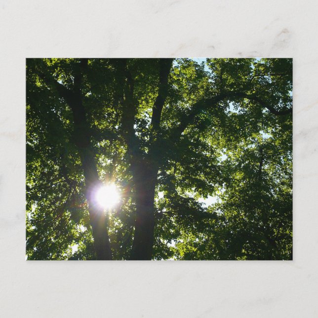 Sun Shining Through Trees Postcard (Front)