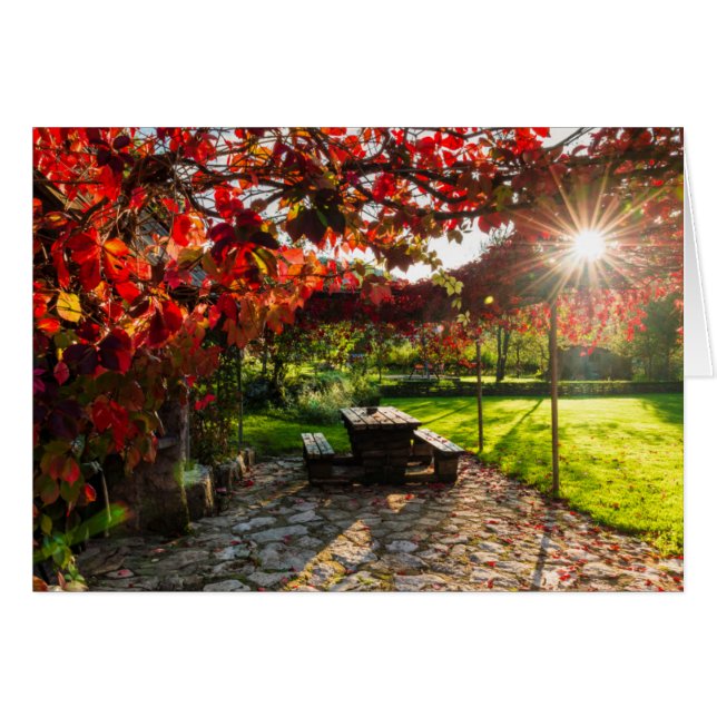 Sun through autumn leaves, Croatia (Front Horizontal)