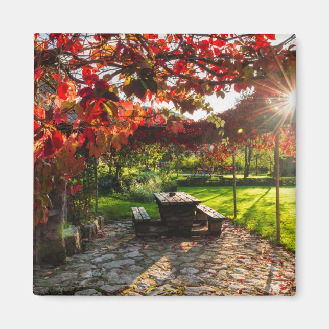 Sun through autumn leaves, Croatia Magnet (Front)