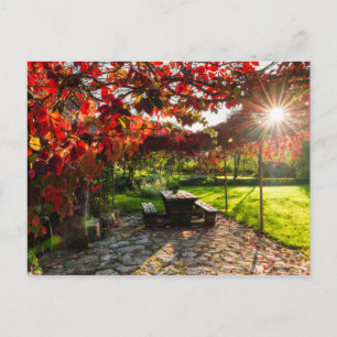 Sun through autumn leaves, Croatia Postcard