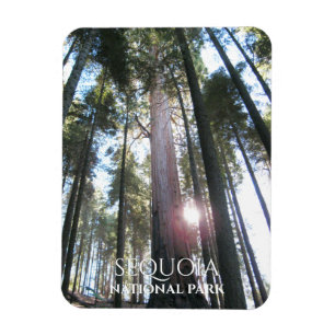 Sun through Sequoia Trees Sequoia NP, California Magnet