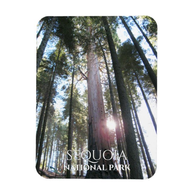 Sun through Sequoia Trees Sequoia NP, California Magnet (Vertical)