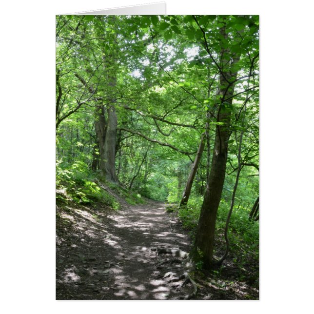 Sun Through The Trees (Front)