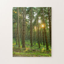 Sun through the trees