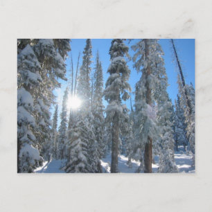 Sun through Trees in Winter Postcard