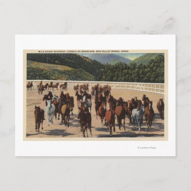 Sun Valley, ID - Wild Horse Roundup Postcard (Front)