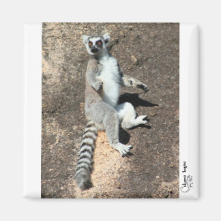 Sun worship lemur magnet