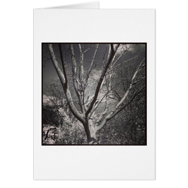 Sun Worshiping Tree (Front)