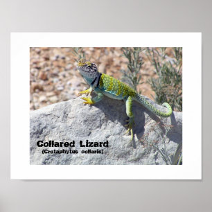 Sun Worshipping Colourful Collared Lizard Photo Poster
