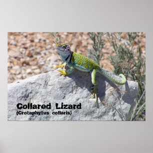 Sun Worshipping Colourful Collared Lizard Photo Poster