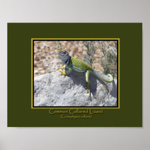 Sun Worshipping Colourful Collared Lizard Photo Poster
