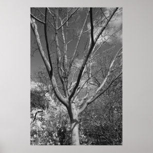 Sun Worshipping Tree Poster