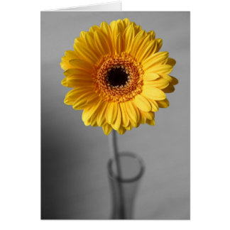Sun Yellow Gerbera