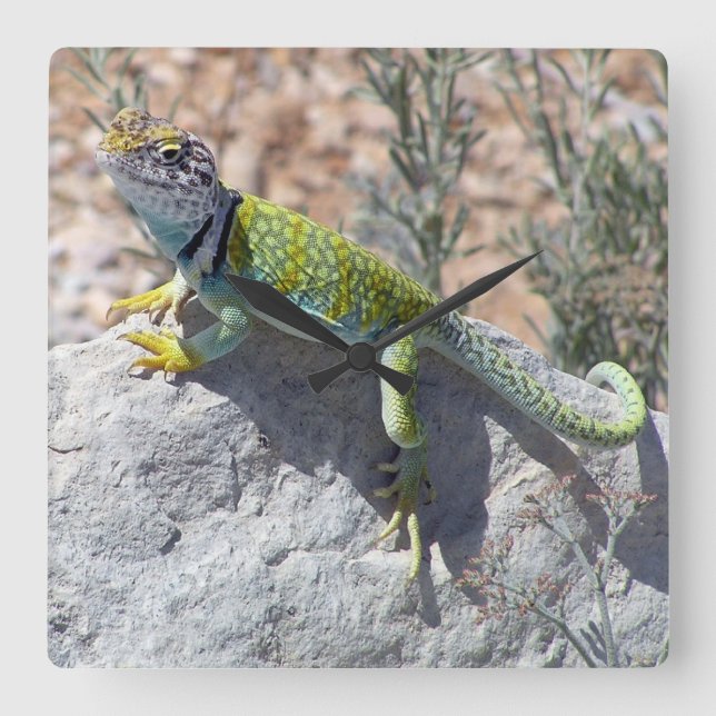 Sunbathing Colourful Collared Lizard Photograph Square Wall Clock (Front)