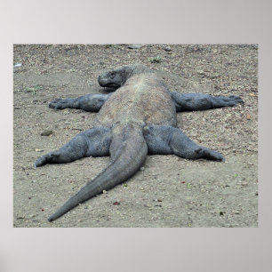 Sunbathing Dragon Poster