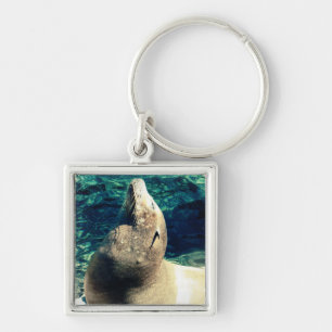 Sunbathing Sea Lion Key Ring