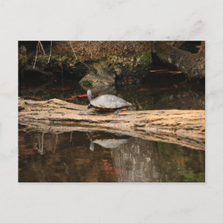 Sunbathing Turtle Postcard