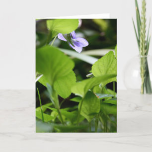 Sunbathing ? - Wild Violets - Floral Photography Card