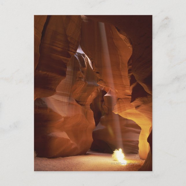 Sunbeam hitting tumbleweed on canyon floor postcard (Front)