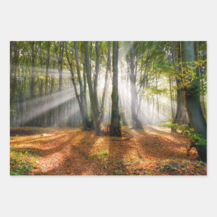 Sunbeams in a misty beech tree forest in autumn - wrapping paper sheet