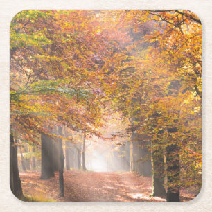 Sunbeams in an autumn forest coaster