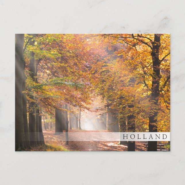 Sunbeams in an autumn forest, Holland bar postcard (Front)