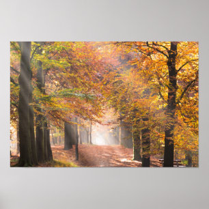 Sunbeams in an autumn forest poster