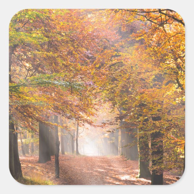 Sunbeams in an autumn forest sticker (Front)