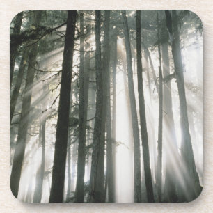 Sunbeams streaming through trees, Mount Rainier Coaster