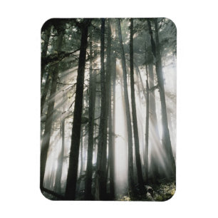 Sunbeams streaming through trees, Mount Rainier Magnet