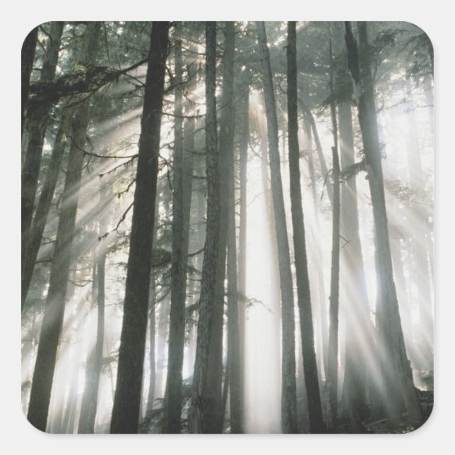 Sunbeams streaming through trees, Mount Rainier Square Sticker (Front)