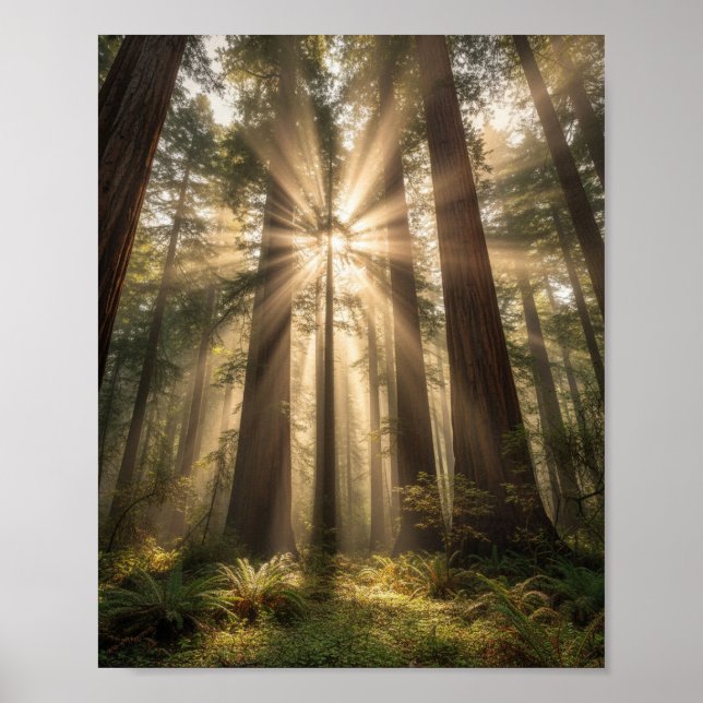 Sunbeams Through Ancient Giants Poster (Front)