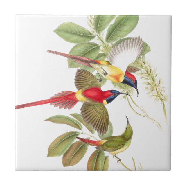 Sunbird Birds Wildlife Animals Botanical Tile (Front)