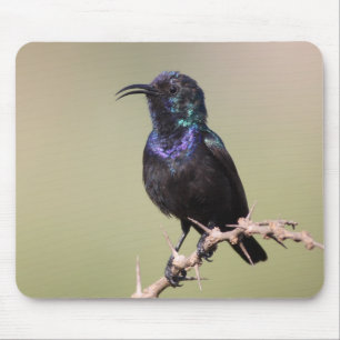 Sunbird Mouse Mat