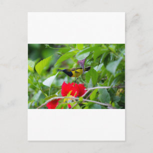 Sunbird Postcard