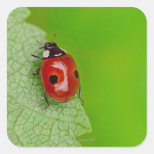 Sunburst above tiny ladybird climbing up a fresh square sticker