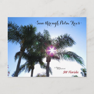 Sunburst sun Palm trees Florida Postcard