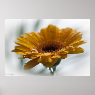 Sunchyme Gerbera Poster