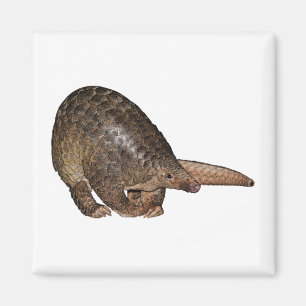 Sunda Pangolin Magnet
