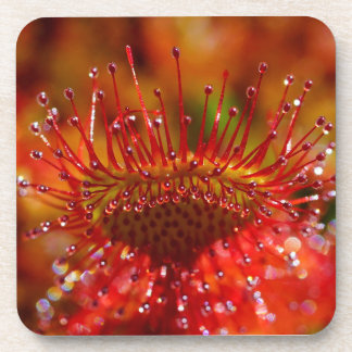 Sundew carnivorous plant. Hard plastic coaster